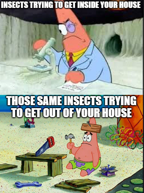 Those insects bruh